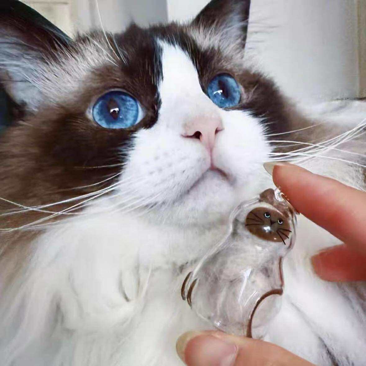 Pawsonalized Cat Charm – A Keepsake for Your Furry Companion